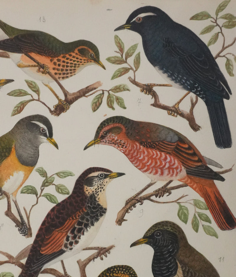 Louis DELAPCHIER : Merle obscur, doré et de Sibérie, Aquarelle originale signée