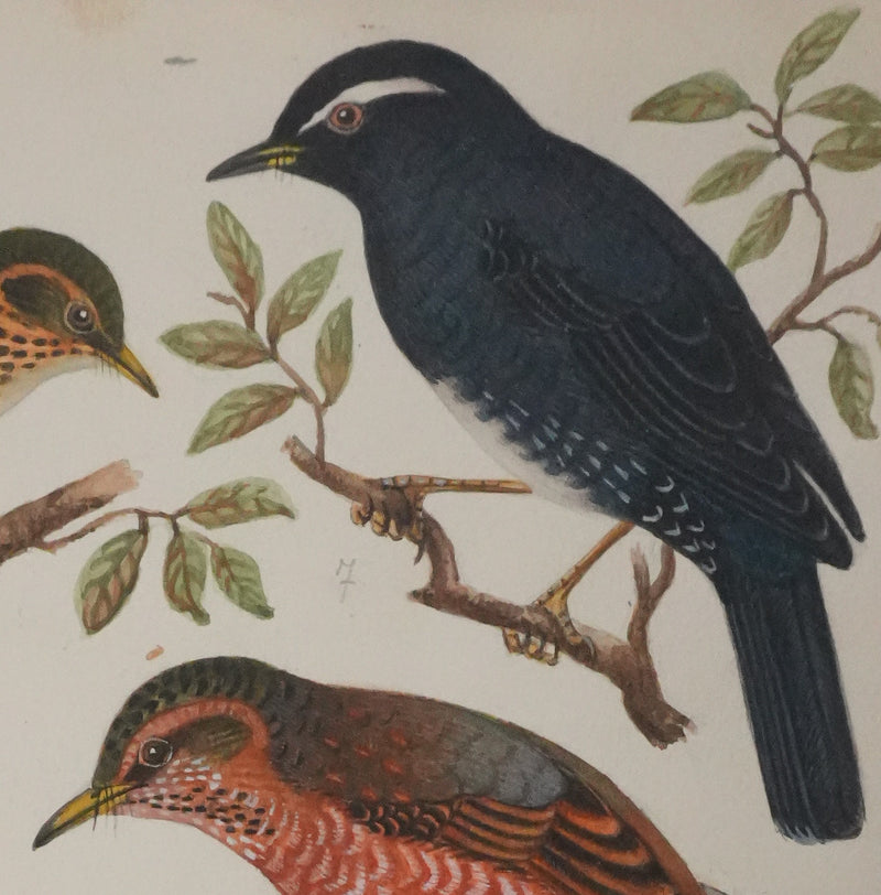 Louis DELAPCHIER : Merle obscur, doré et de Sibérie, Aquarelle originale signée