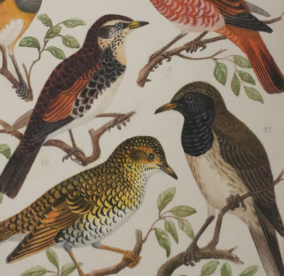 Louis DELAPCHIER : Merle obscur, doré et de Sibérie, Aquarelle originale signée