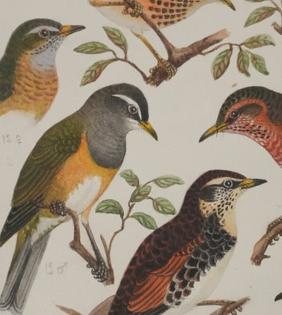 Louis DELAPCHIER : Merle obscur, doré et de Sibérie, Aquarelle originale signée