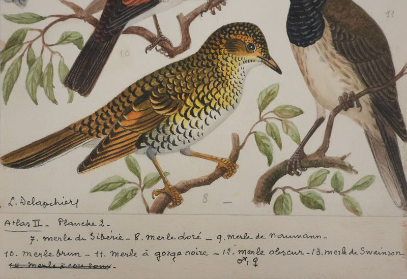 Louis DELAPCHIER : Merle obscur, doré et de Sibérie, Aquarelle originale signée