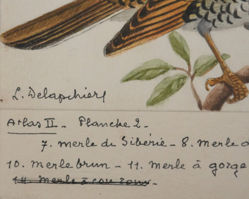 Louis DELAPCHIER : Merle obscur, doré et de Sibérie, Aquarelle originale signée