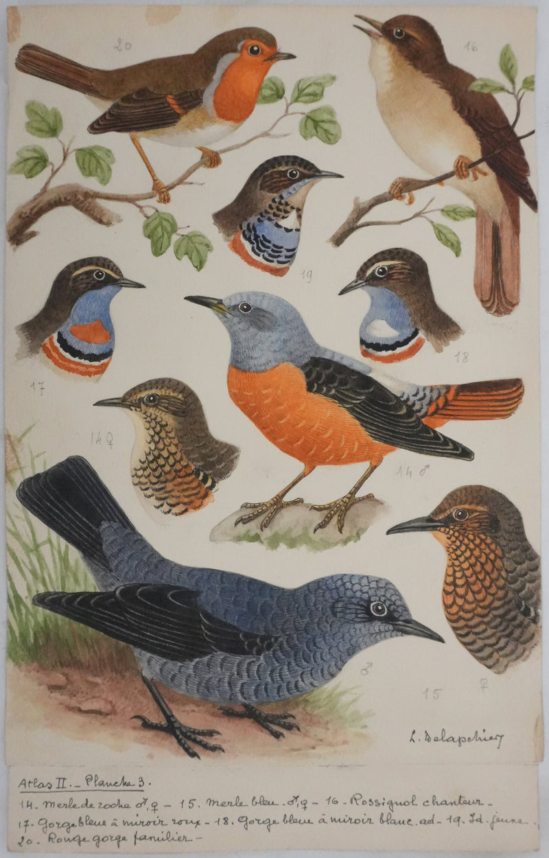 Louis DELAPCHIER : Rossignol, Rouge-gorge et Gorge bleu, Aquarelle originale signée