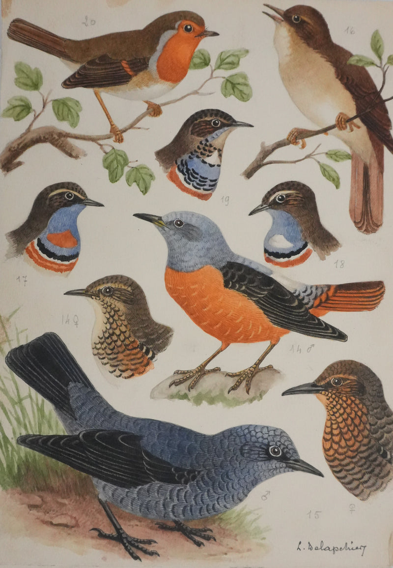 Louis DELAPCHIER : Rossignol, Rouge-gorge et Gorge bleu, Aquarelle originale signée