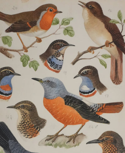 Louis DELAPCHIER : Rossignol, Rouge-gorge et Gorge bleu, Aquarelle originale signée