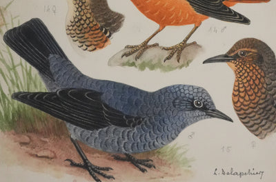 Louis DELAPCHIER : Rossignol, Rouge-gorge et Gorge bleu, Aquarelle originale signée