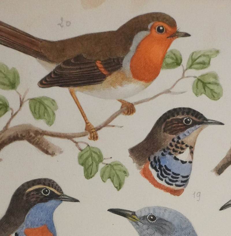 Louis DELAPCHIER : Rossignol, Rouge-gorge et Gorge bleu, Aquarelle originale signée