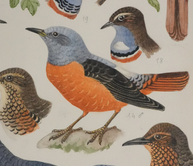 Louis DELAPCHIER : Rossignol, Rouge-gorge et Gorge bleu, Aquarelle originale signée