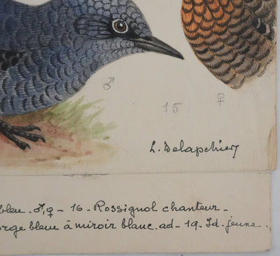 Louis DELAPCHIER : Rossignol, Rouge-gorge et Gorge bleu, Aquarelle originale signée