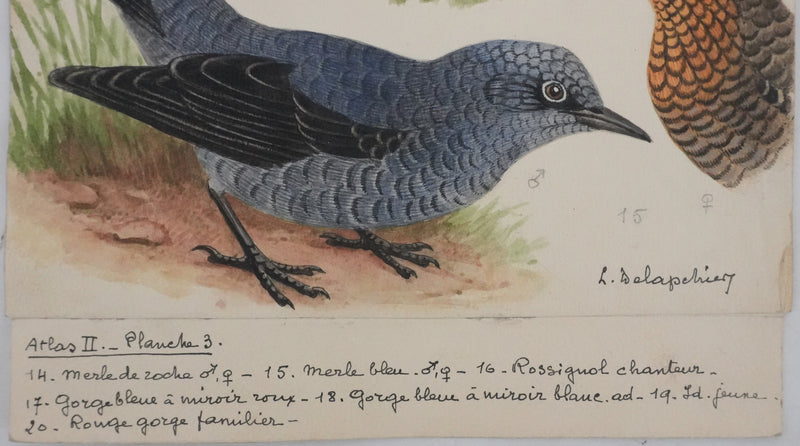 Louis DELAPCHIER : Rossignol, Rouge-gorge et Gorge bleu, Aquarelle originale signée
