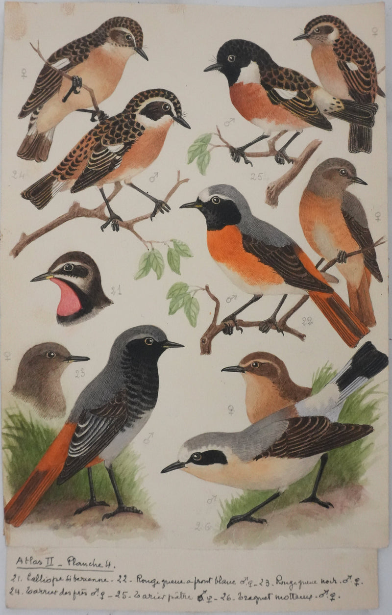 Louis DELAPCHIER : Tarier des prés, Rouge queue et Calliope sibérienne, Aquarelle originale