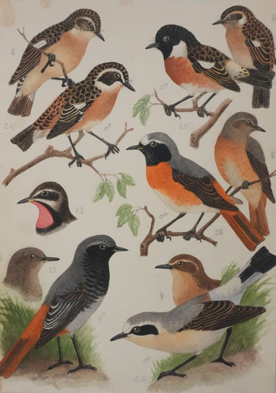 Louis DELAPCHIER : Tarier des prés, Rouge queue et Calliope sibérienne, Aquarelle originale