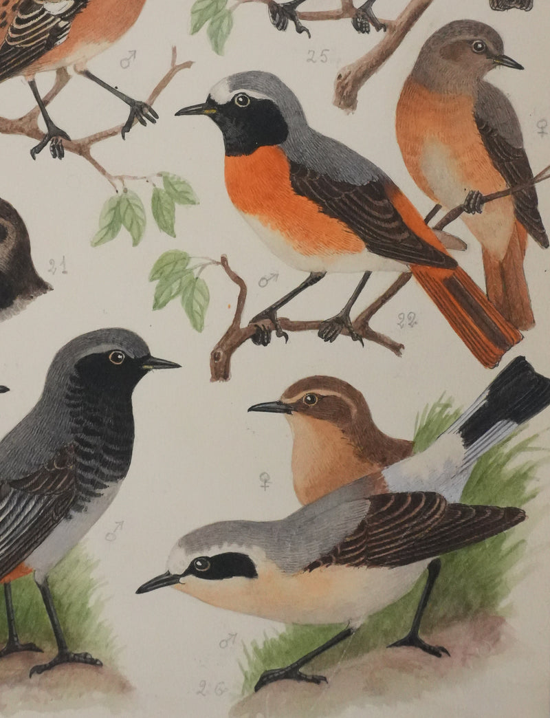 Louis DELAPCHIER : Tarier des prés, Rouge queue et Calliope sibérienne, Aquarelle originale