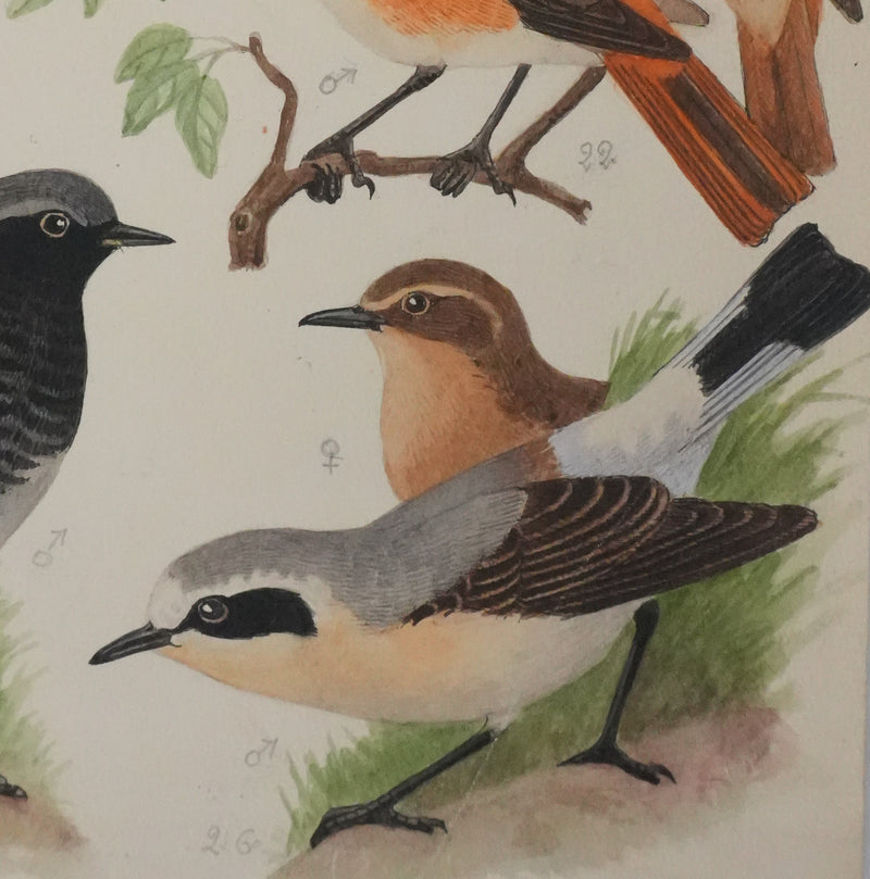 Louis DELAPCHIER : Tarier des prés, Rouge queue et Calliope sibérienne, Aquarelle originale