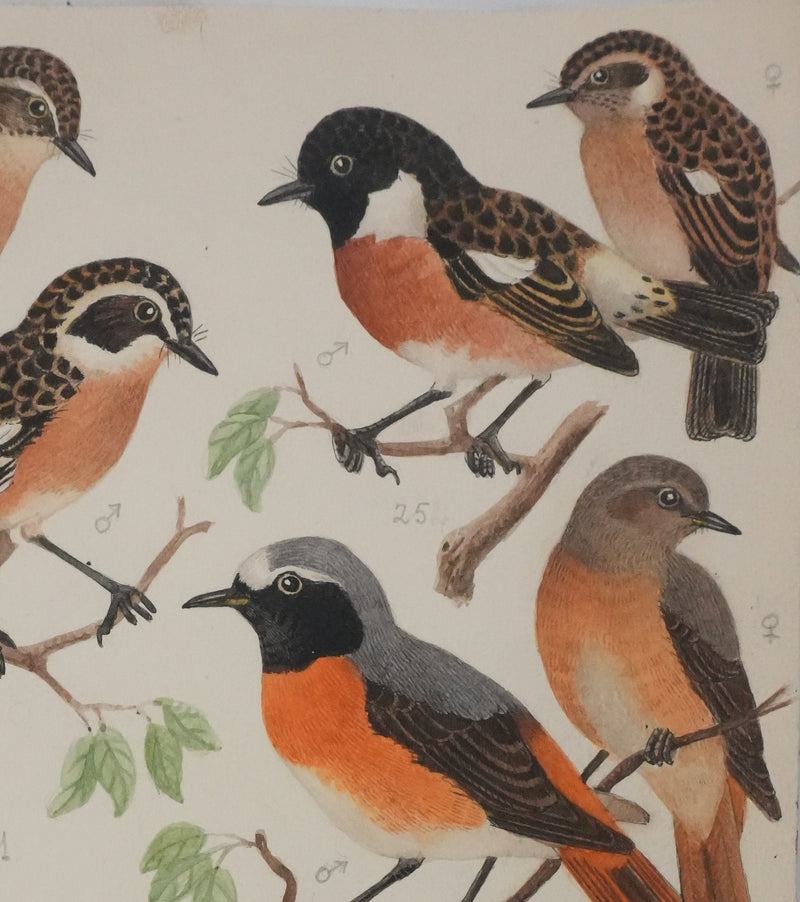 Louis DELAPCHIER : Tarier des prés, Rouge queue et Calliope sibérienne, Aquarelle originale