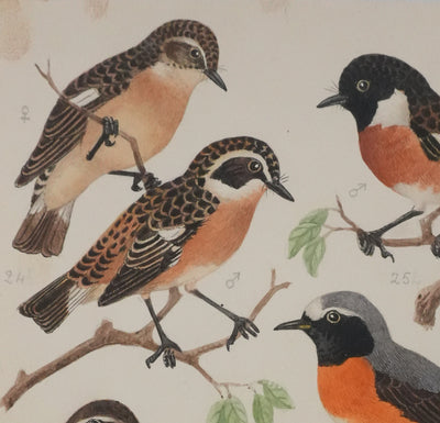 Louis DELAPCHIER : Tarier des prés, Rouge queue et Calliope sibérienne, Aquarelle originale