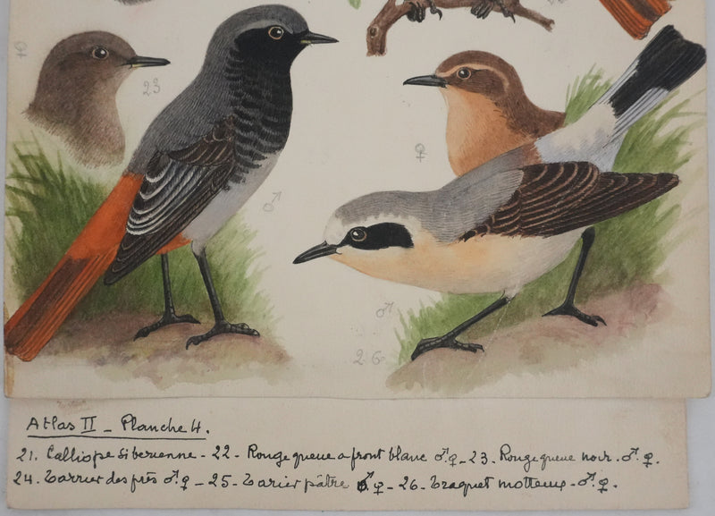 Louis DELAPCHIER : Tarier des prés, Rouge queue et Calliope sibérienne, Aquarelle originale