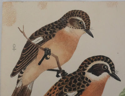 Louis DELAPCHIER : Tarier des prés, Rouge queue et Calliope sibérienne, Aquarelle originale