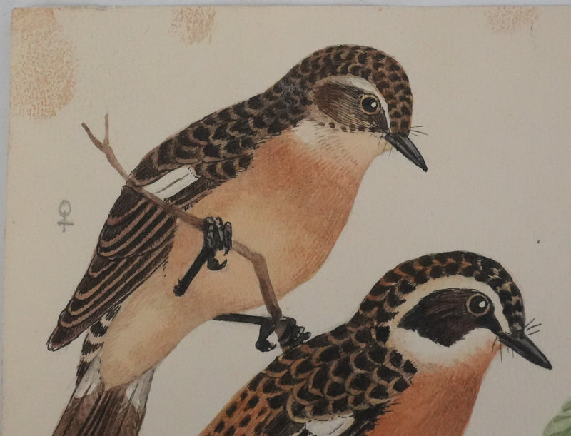 Louis DELAPCHIER : Tarier des prés, Rouge queue et Calliope sibérienne, Aquarelle originale