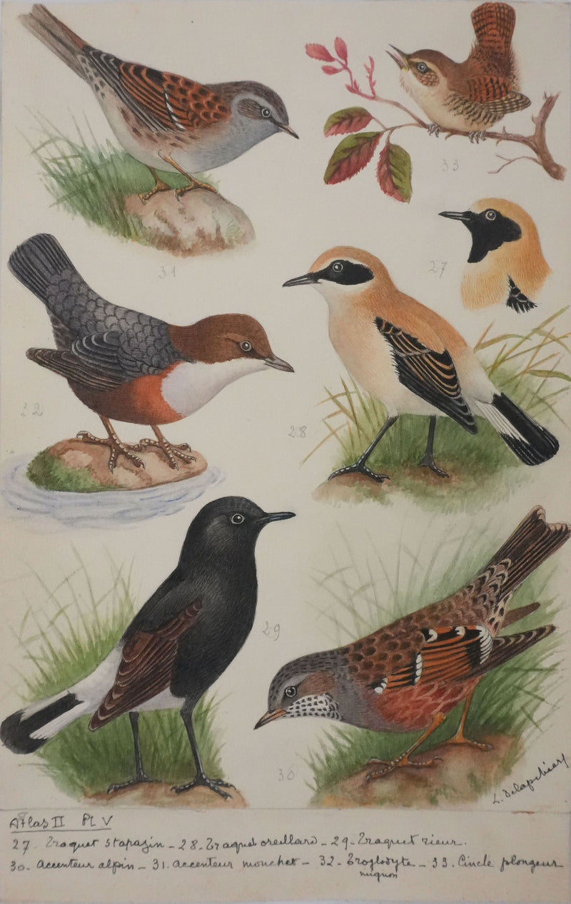 Louis DELAPCHIER : Traquet, Accenteur alpin et Cincle plongeur, Aquarelle originale signée