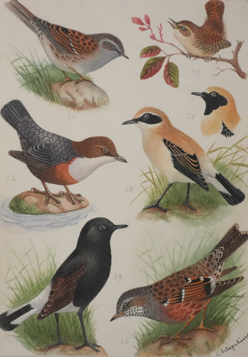 Louis DELAPCHIER : Traquet, Accenteur alpin et Cincle plongeur, Aquarelle originale signée