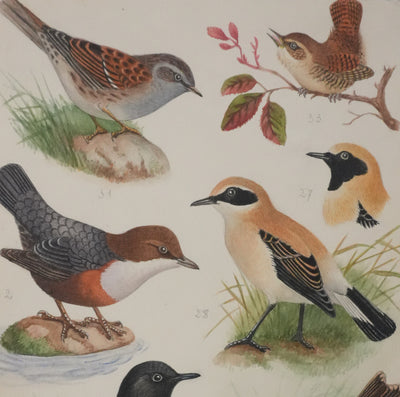 Louis DELAPCHIER : Traquet, Accenteur alpin et Cincle plongeur, Aquarelle originale signée