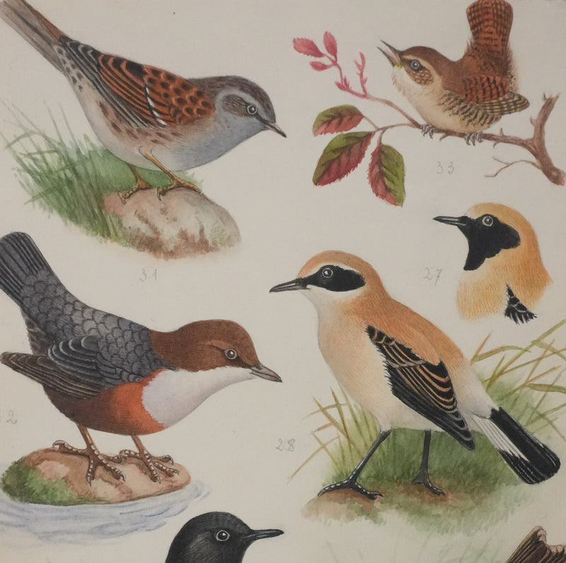 Louis DELAPCHIER : Traquet, Accenteur alpin et Cincle plongeur, Aquarelle originale signée