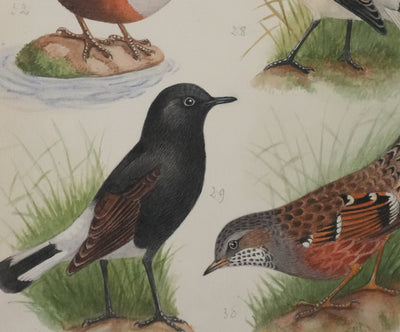 Louis DELAPCHIER : Traquet, Accenteur alpin et Cincle plongeur, Aquarelle originale signée