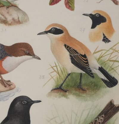 Louis DELAPCHIER : Traquet, Accenteur alpin et Cincle plongeur, Aquarelle originale signée