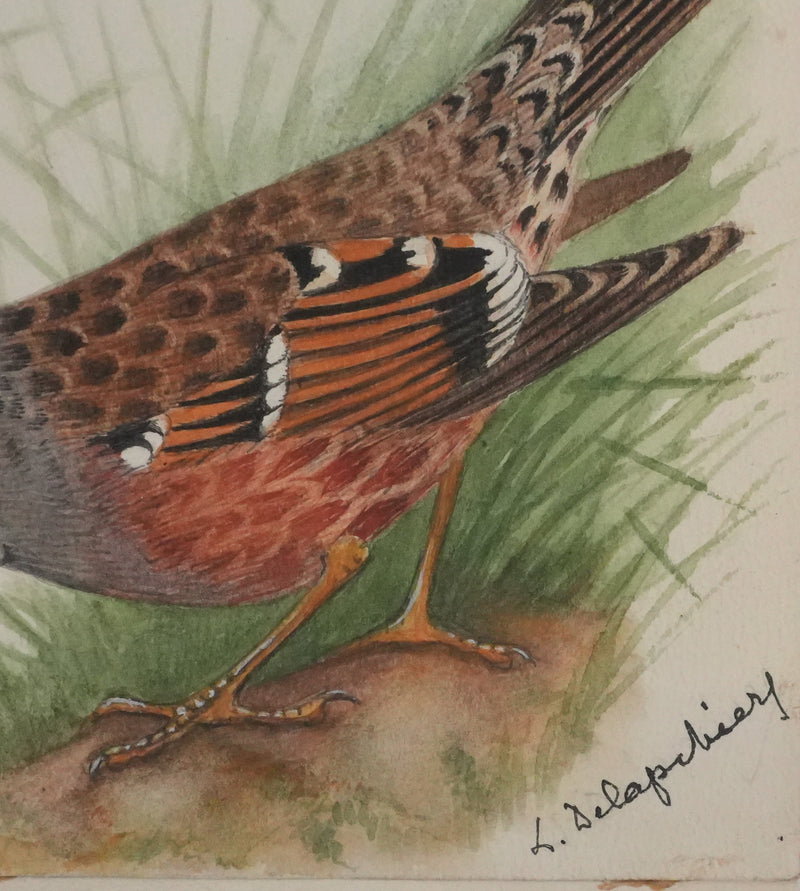 Louis DELAPCHIER : Traquet, Accenteur alpin et Cincle plongeur, Aquarelle originale signée