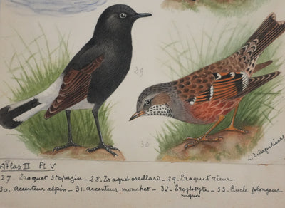 Louis DELAPCHIER : Traquet, Accenteur alpin et Cincle plongeur, Aquarelle originale signée