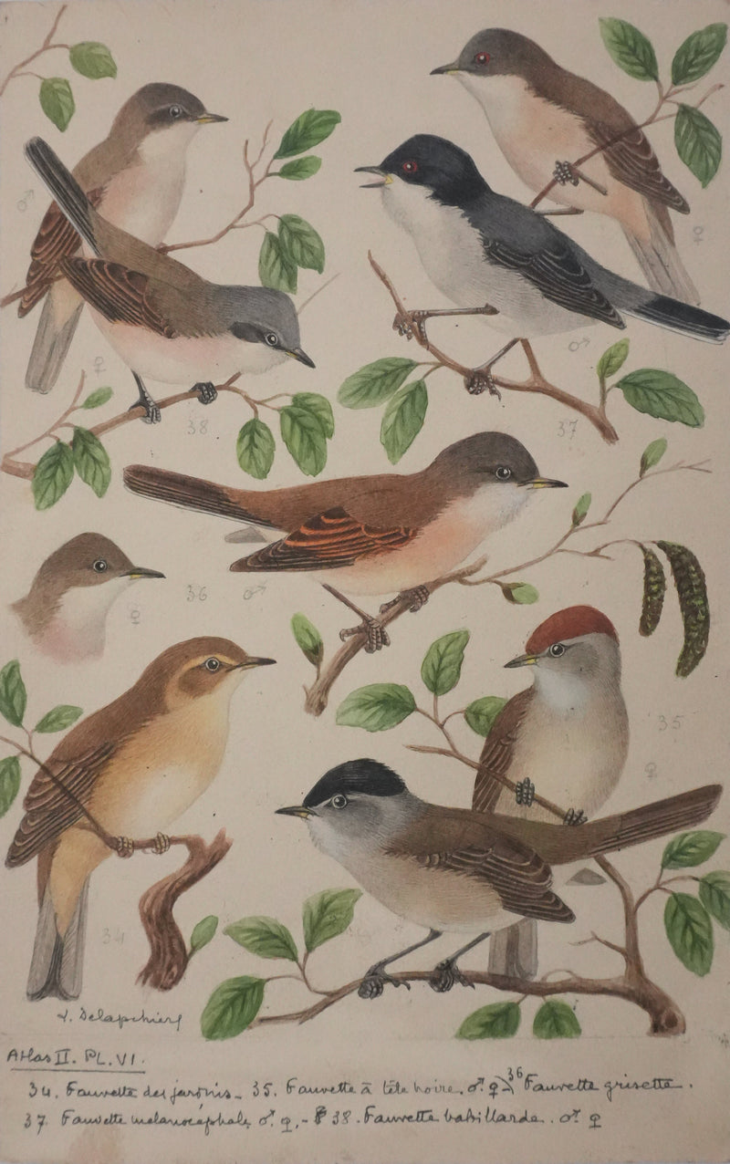 Louis DELAPCHIER : Fauvette à tête noire, grisette et des jardins, Aquarelle originale signée