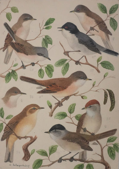 Louis DELAPCHIER : Fauvette à tête noire, grisette et des jardins, Aquarelle originale signée