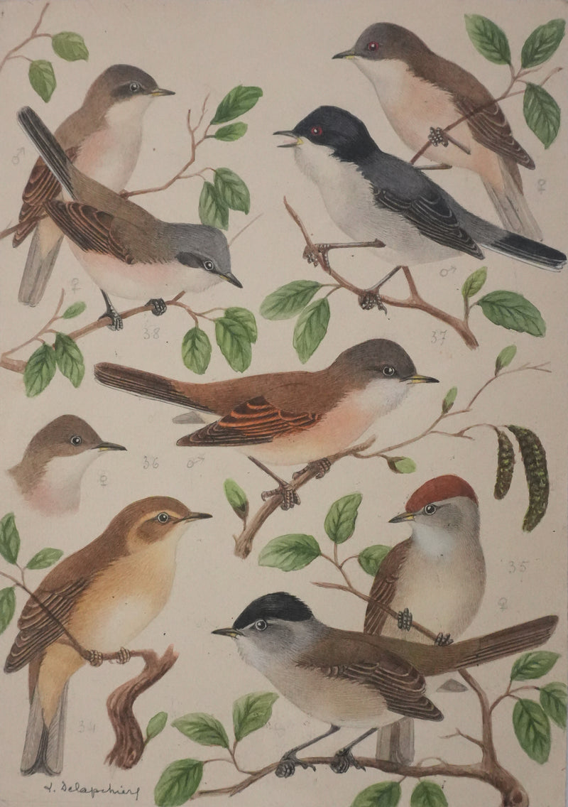 Louis DELAPCHIER : Fauvette à tête noire, grisette et des jardins, Aquarelle originale signée