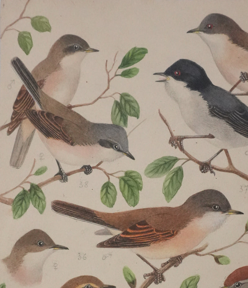 Louis DELAPCHIER : Fauvette à tête noire, grisette et des jardins, Aquarelle originale signée