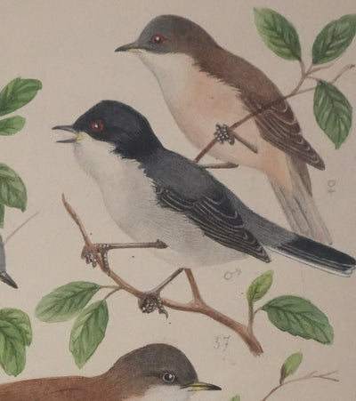 Louis DELAPCHIER : Fauvette à tête noire, grisette et des jardins, Aquarelle originale signée