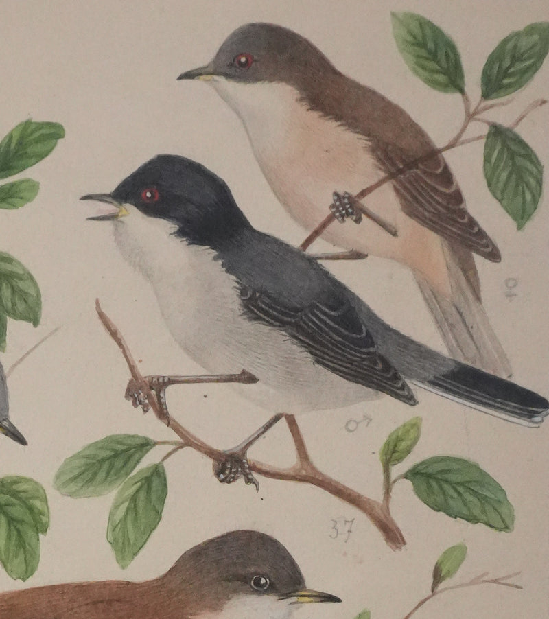 Louis DELAPCHIER : Fauvette à tête noire, grisette et des jardins, Aquarelle originale signée