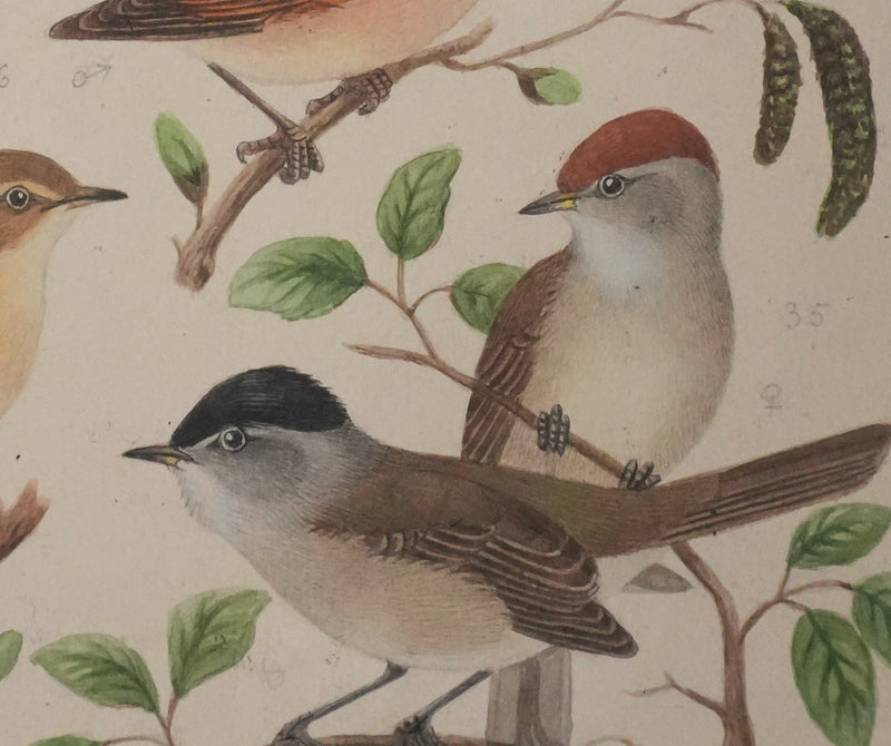 Louis DELAPCHIER : Fauvette à tête noire, grisette et des jardins, Aquarelle originale signée