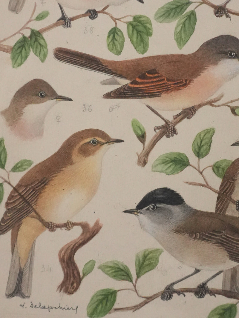 Louis DELAPCHIER : Fauvette à tête noire, grisette et des jardins, Aquarelle originale signée