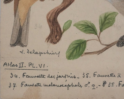 Louis DELAPCHIER : Fauvette à tête noire, grisette et des jardins, Aquarelle originale signée