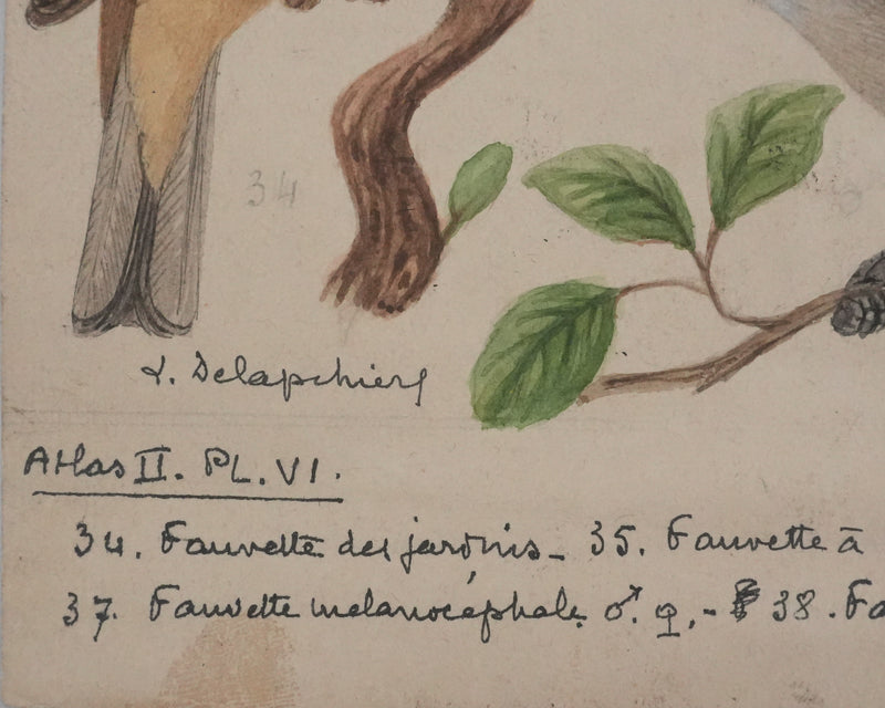 Louis DELAPCHIER : Fauvette à tête noire, grisette et des jardins, Aquarelle originale signée