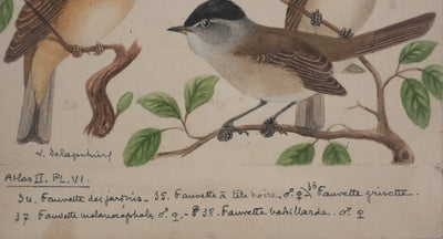 Louis DELAPCHIER : Fauvette à tête noire, grisette et des jardins, Aquarelle originale signée