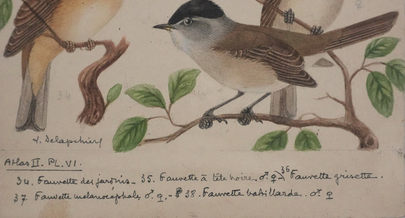 Louis DELAPCHIER : Fauvette à tête noire, grisette et des jardins, Aquarelle originale signée