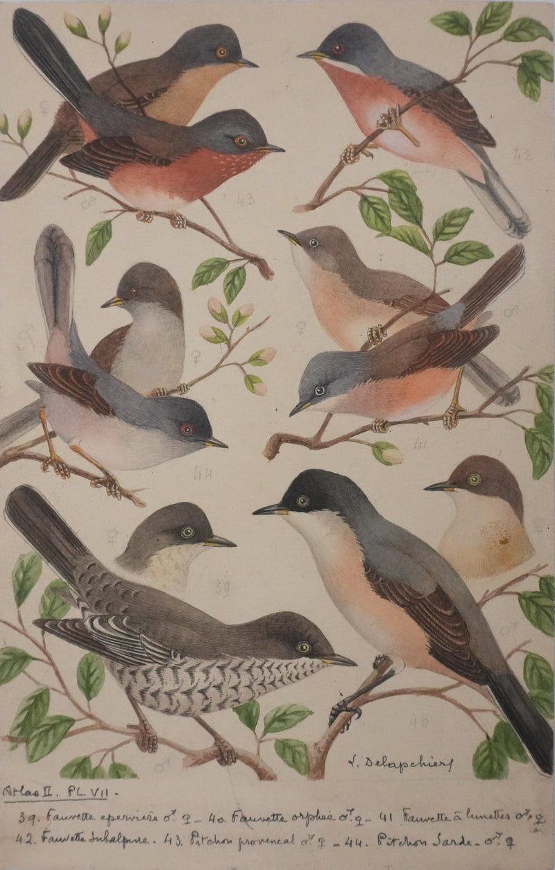 Louis DELAPCHIER : Fauvette à lunettes, Pitchou sarde et provençal, Aquarelle originale signée
