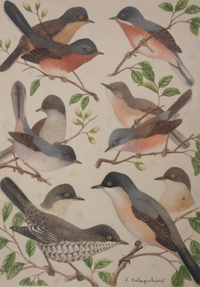 Louis DELAPCHIER : Fauvette à lunettes, Pitchou sarde et provençal, Aquarelle originale signée