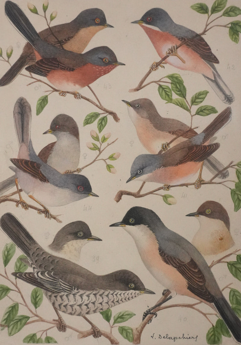 Louis DELAPCHIER : Fauvette à lunettes, Pitchou sarde et provençal, Aquarelle originale signée