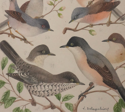 Louis DELAPCHIER : Fauvette à lunettes, Pitchou sarde et provençal, Aquarelle originale signée