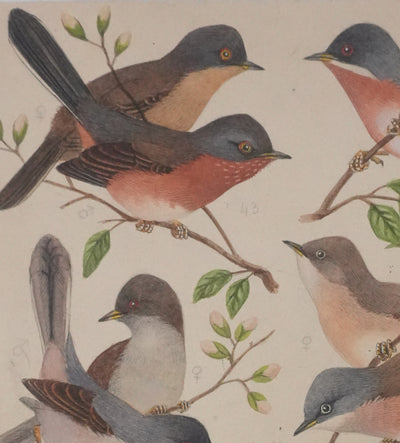 Louis DELAPCHIER : Fauvette à lunettes, Pitchou sarde et provençal, Aquarelle originale signée