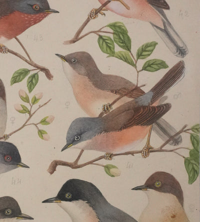 Louis DELAPCHIER : Fauvette à lunettes, Pitchou sarde et provençal, Aquarelle originale signée