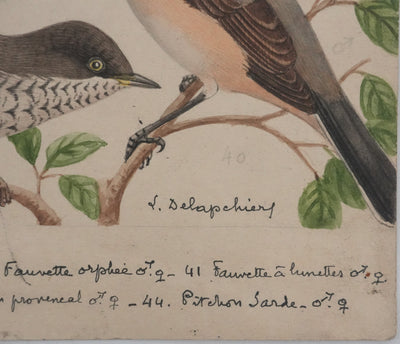 Louis DELAPCHIER : Fauvette à lunettes, Pitchou sarde et provençal, Aquarelle originale signée